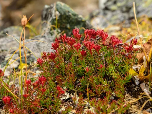 What the Rhodiola root plant looks like