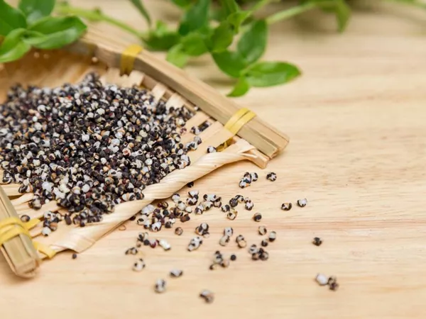 What Vaccaria seeds looks like as a TCM ingredient