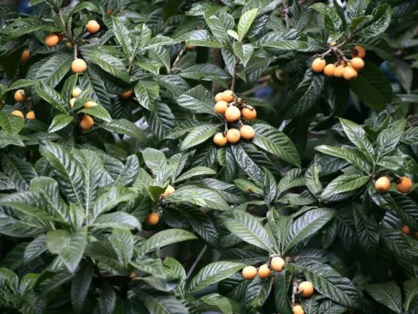 What the Loquat leave plant looks like