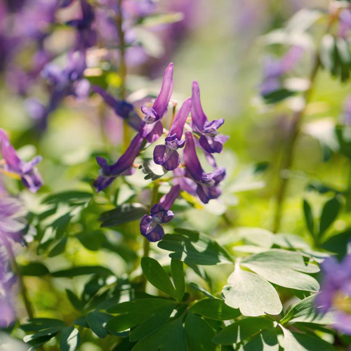 Yan Hu Suo (Corydalis tubers) plant