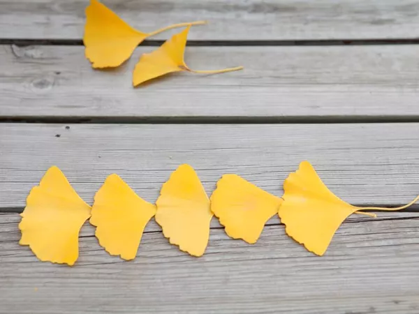 What Ginkgo leaf looks like as a TCM ingredient