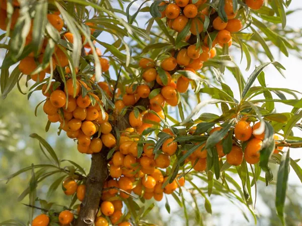 What the Sea buckthorn fruit plant looks like