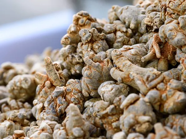 What Tienchi ginseng looks like as a TCM ingredient