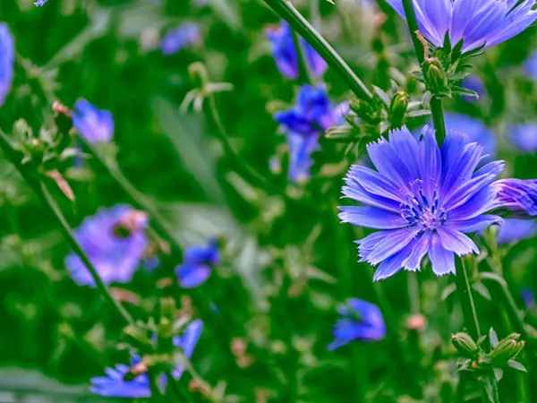 What the Chicory plant looks like