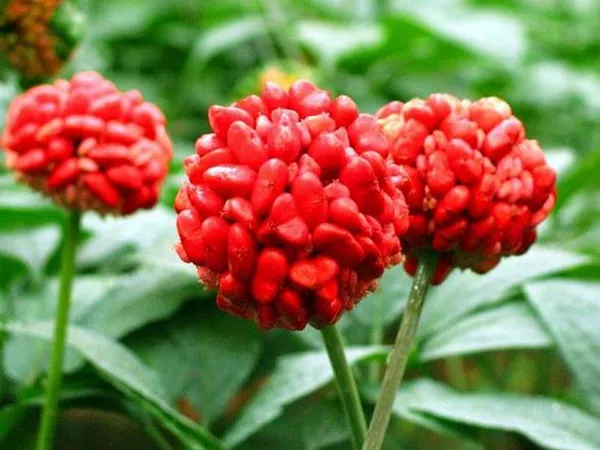 What the Tienchi ginseng plant looks like