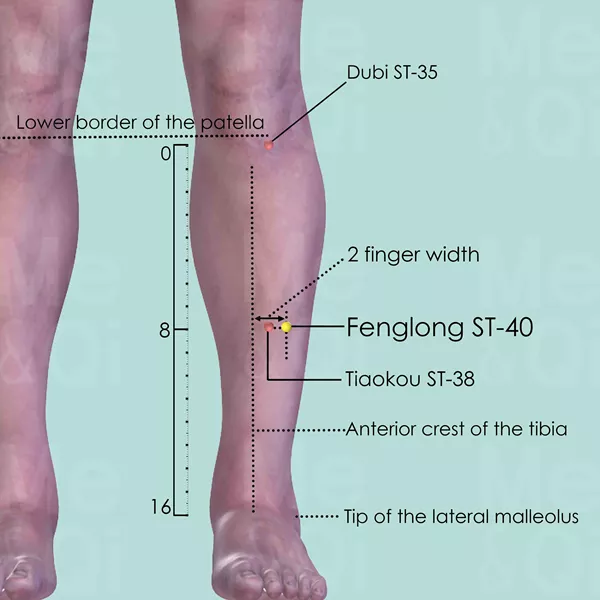 Fenglong ST-40 - Skin view - Acupuncture point on Stomach Channel