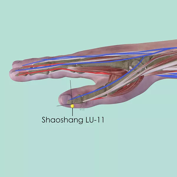 Shaoshang LU-11 - Muscles view - Acupuncture point on Lung Channel