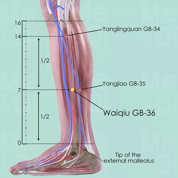 Waiqiu GB-36 - Muscles view - Acupuncture point on Gall Bladder Channel