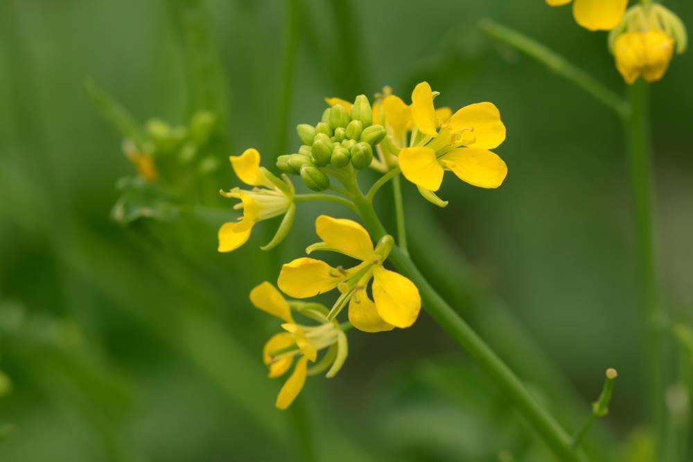 Huang Jie Zi (Brown mustard seeds) plant