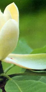 Houpu Magnolia bark (Hou Pu)