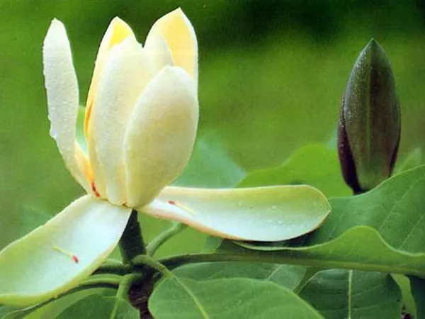 What the Houpu Magnolia bark plant looks like