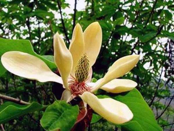 What the Houpu Magnolia flower plant looks like