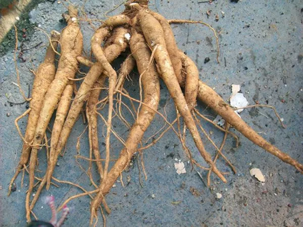 What Fameflower root looks like as a TCM ingredient