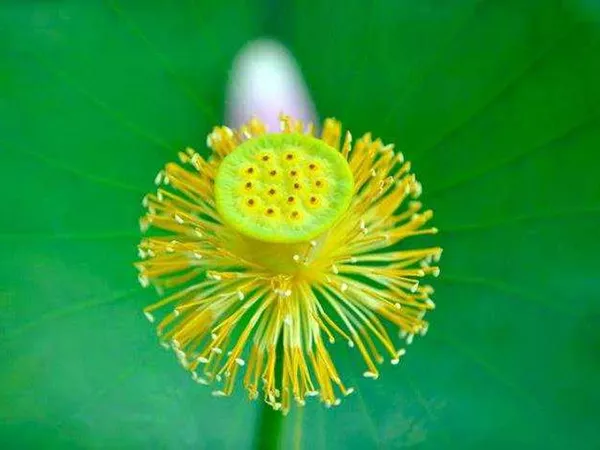 What the Lotus stamen plant looks like