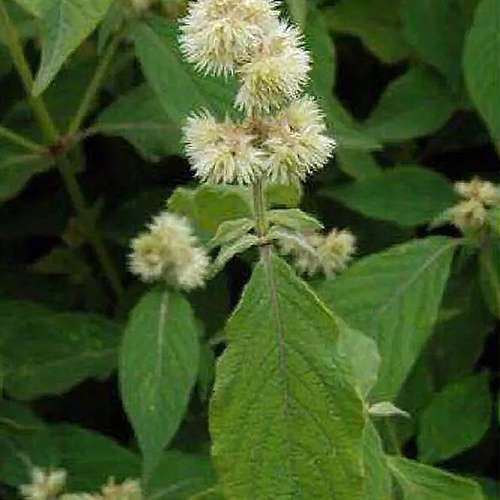 Chuan Niu Xi (Cyathula roots) plant