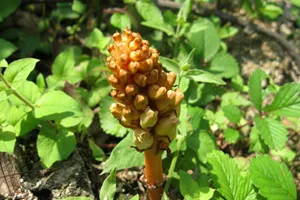 Gastrodia rhizomes (Tian Ma)