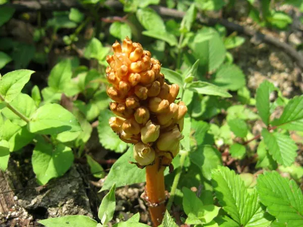 What the Gastrodia rhizome plant looks like