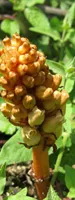 Gastrodia rhizomes (Tian Ma)