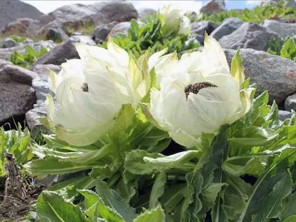 What the Snow lotus  plant looks like