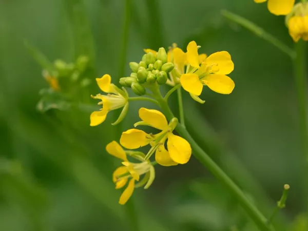 What the Brown mustard seed plant looks like