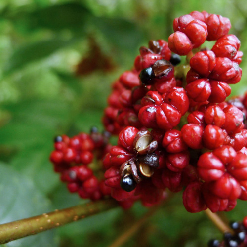 Wu Zhu Yu (Evodia fruits) plant