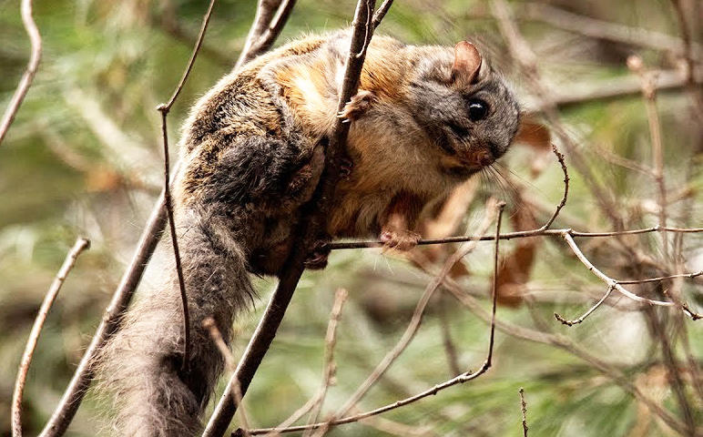 Wu Ling Zhi (Flying squirrel faeces) plant
