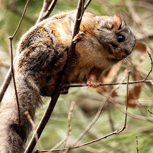 Wu Ling Zhi (Flying squirrel faeces) plant