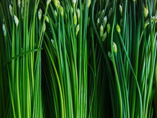 What the Garlic chive seed  plant looks like