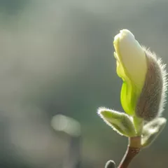 Biond’s magnolia flowers