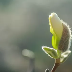 Biond’s magnolia flowers (Xin Yi Hua)