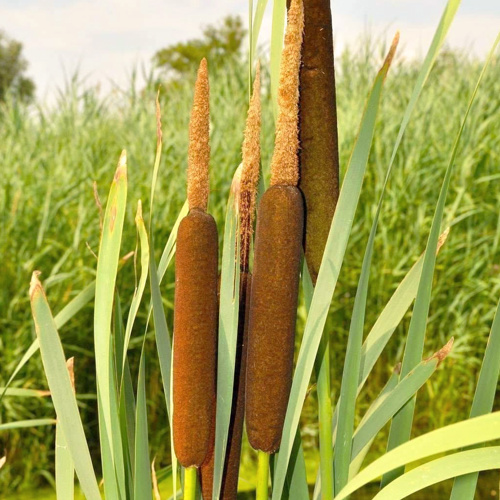 Pu Huang (Cattail pollen) plant