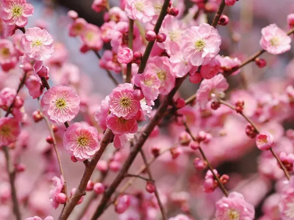 What the Plum flowers plant looks like