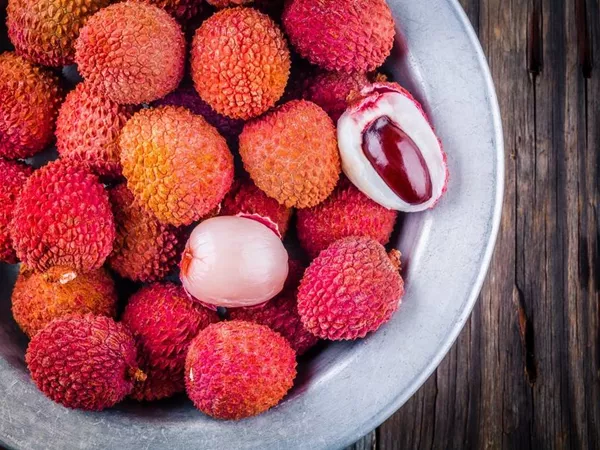 What the Lychee seed plant looks like