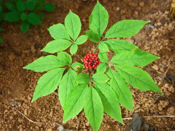 What the Ginseng leaf plant looks like