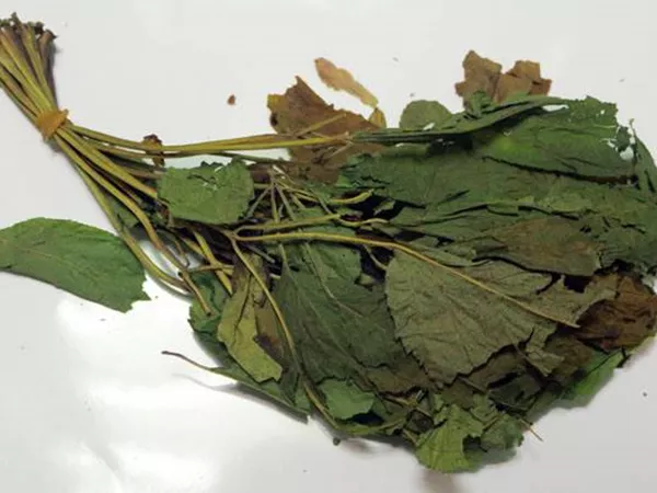 What Ginseng leaf looks like as a TCM ingredient