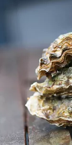 Oyster shells (Mu Li Ke)