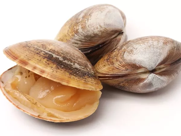 Ha Ke (Clam shells) in Chinese Medicine