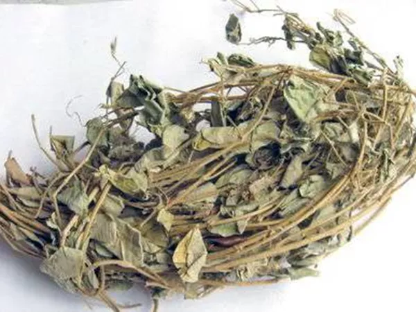 What Gold coin herb  looks like as a TCM ingredient