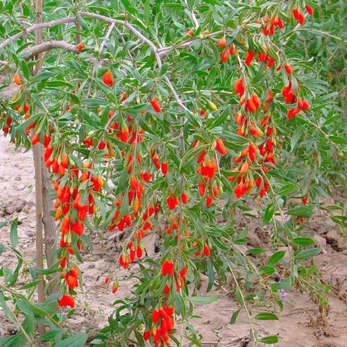 Di Gu Pi (Goji tree root bark) plant
