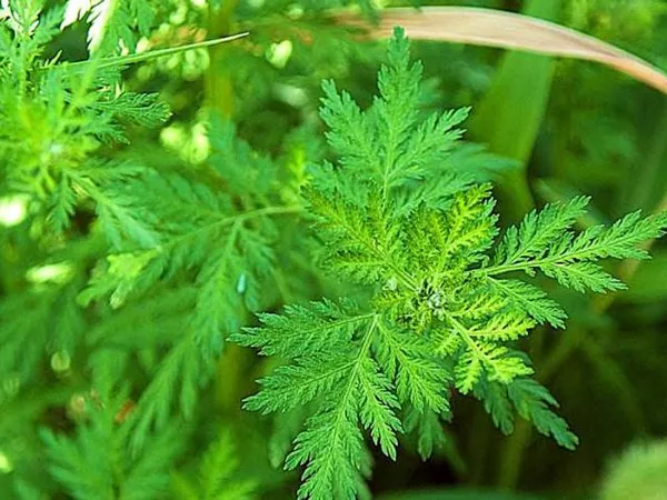 What the Sweet wormwood herb plant looks like