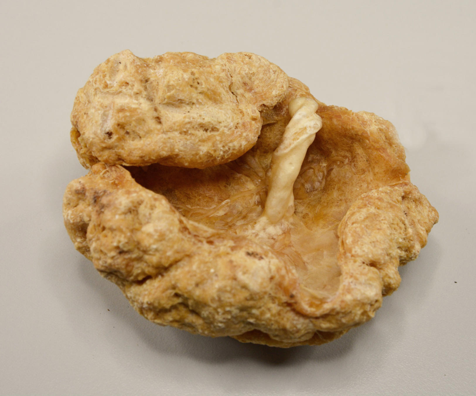 Zi He Che (Human placentas) plant