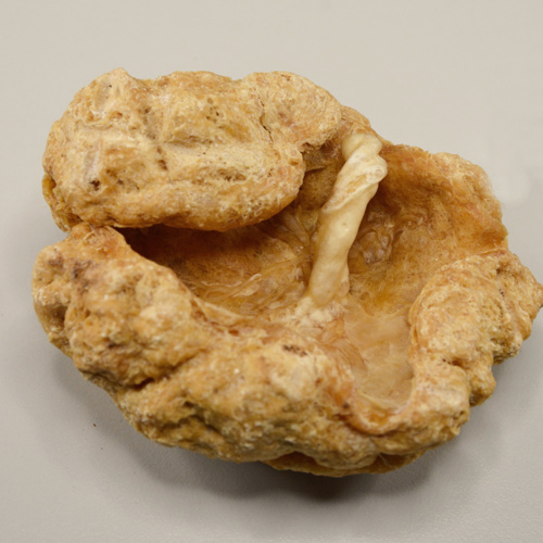 Zi He Che (Human placentas) plant