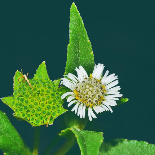 Mo han lian (Eclipta herbs) plant