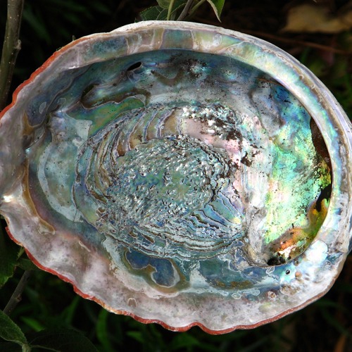 Shi Jue Ming (Abalone shells) plant