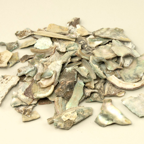 Shi Jue Ming (Abalone shells) as TCM ingredient