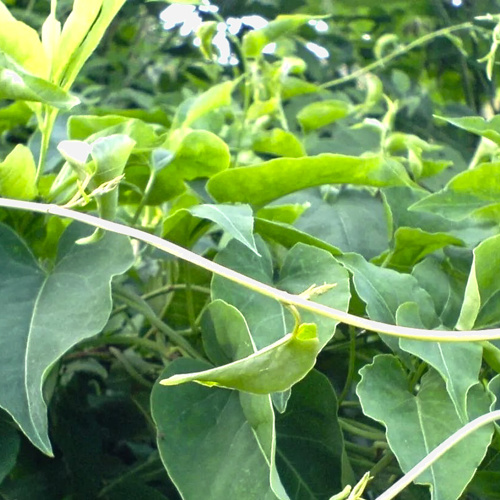 Ye Jiao Teng (Fleeceflower stems) plant