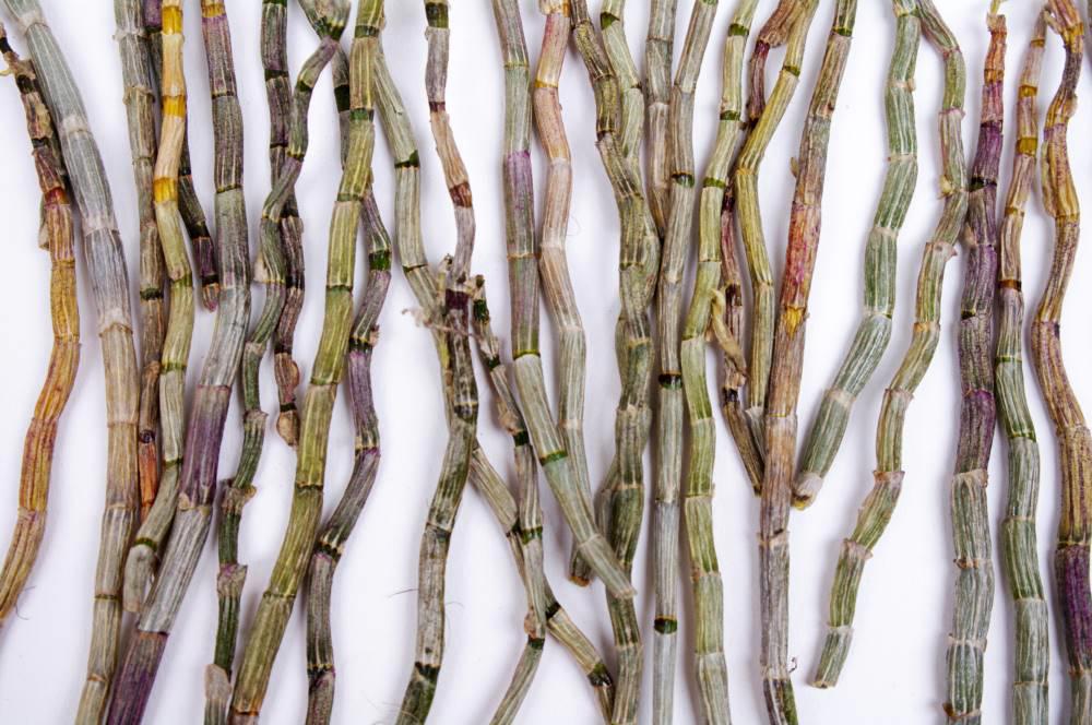 Shi Hu (Dendrobium) plant