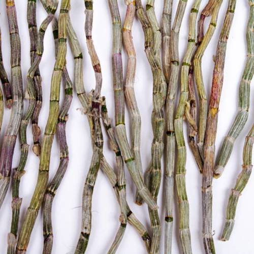 Shi Hu (Dendrobium) plant