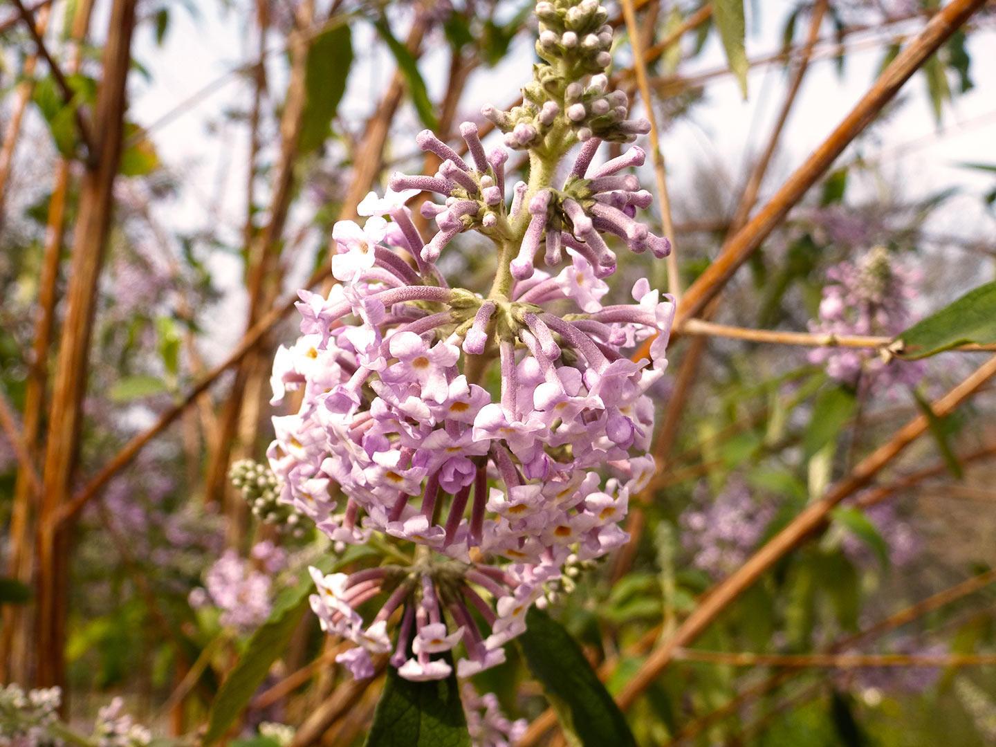 Mi Meng Hua (Buddleia flowers) plant