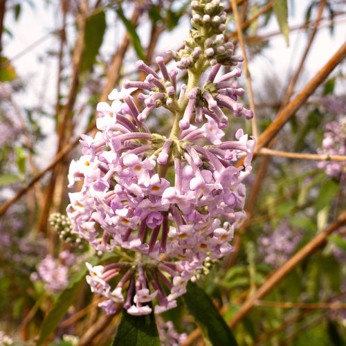 Mi Meng Hua (Buddleia flowers) plant